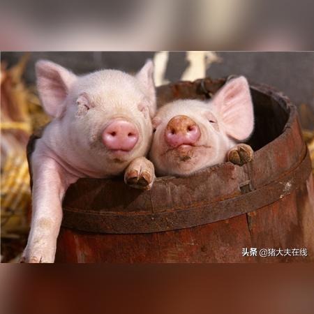 河北唐山今日猪价最新消息,唐山今日猪价涨跌表