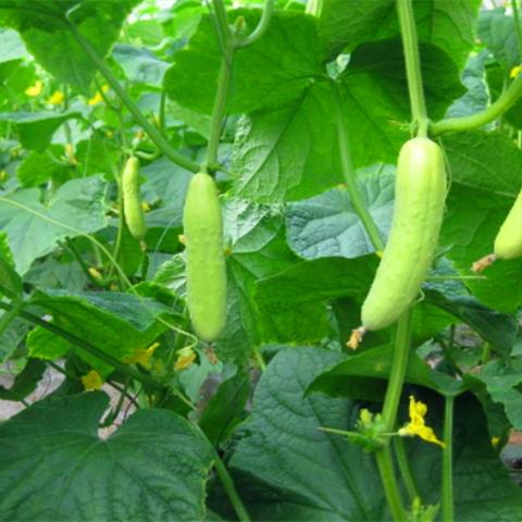 反朴归真 第2页