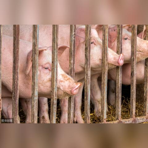 今日熟食猪价查询最新，今日猪肉市场价格表