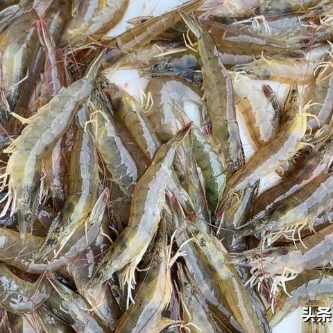 广州今日牛蛙报价最新，广东今天牛蛙价格表