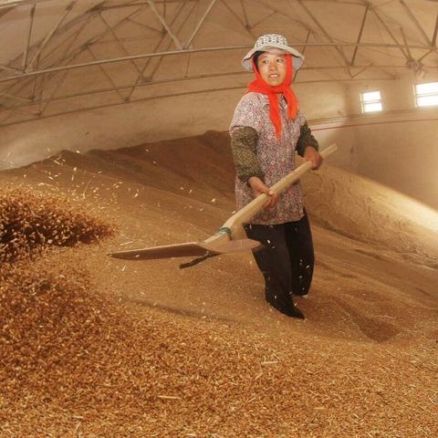 浙江小麦今日市价表最新,浙江小麦收购价格