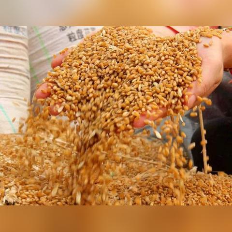 浙江小麦今日市价表最新,浙江小麦收购价格