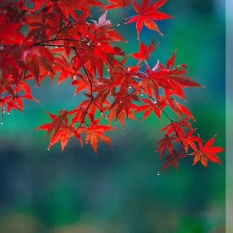 温州最新通告今日天气,温州最近几天