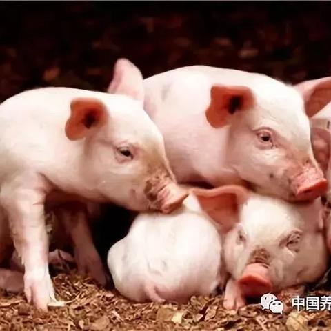 今日全国猪价最新，今日全国猪价最新涨跌农博网