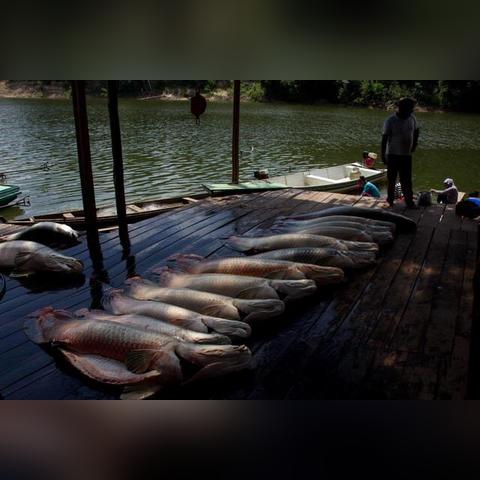 巴西矿石今日最新消息，巴西矿石价格