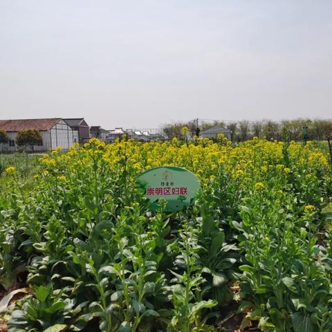 上海崇明今日通报最新，崇明最新疫情通报