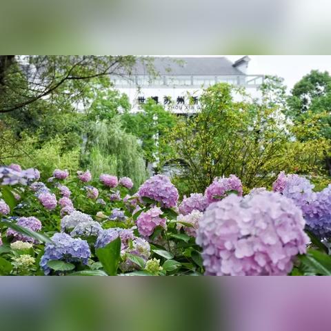 今日苏州之旅最新消息,今日苏州之旅最新消息视频