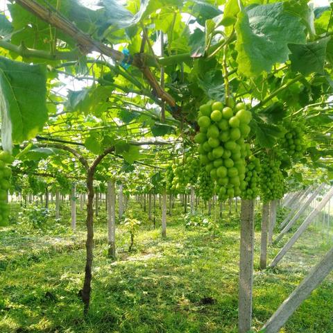 吐鲁番疫情最新消息今日,吐鲁番疫情最新报道