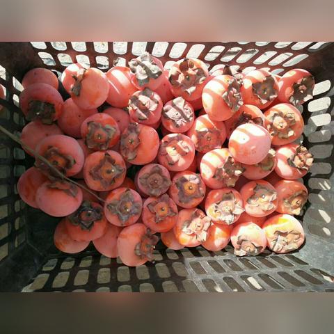 今日柿子新闻最新报道,今天小柿子多少钱一斤