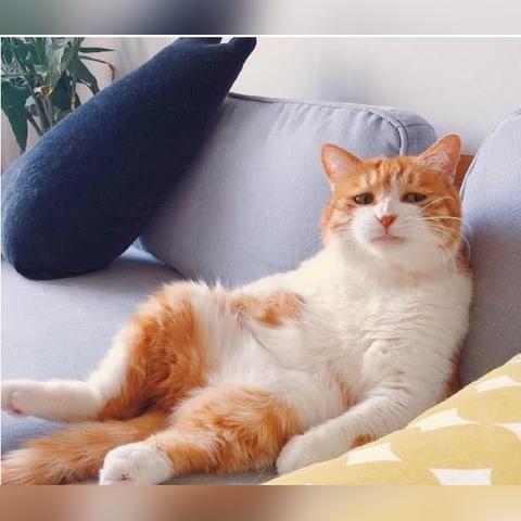 世界橘猫排名,有名的橘猫