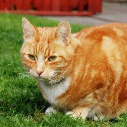 世界橘猫排名,有名的橘猫