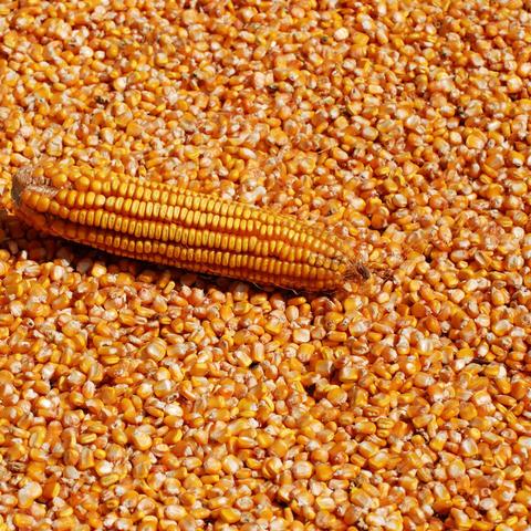 今日河南玉米价格最新行情，今日玉米价格河南玉米价格是多少