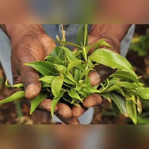 埃塞最新外贸政策,埃塞最新入境