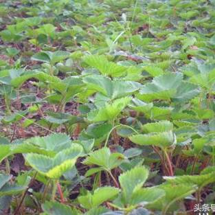 草莓田新闻头条，最近关于草莓的新闻