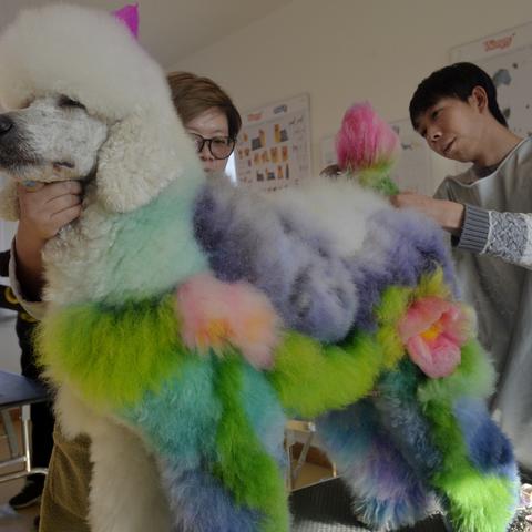 沈阳不让养哪几种狗了最新消息，沈阳禁止养的狗