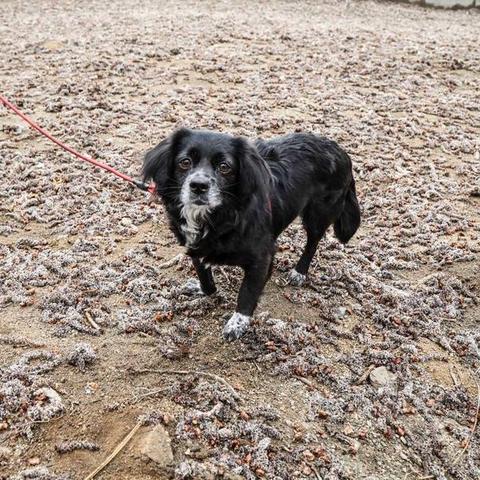 沈阳不让养哪几种狗了最新消息,沈阳禁止养的狗