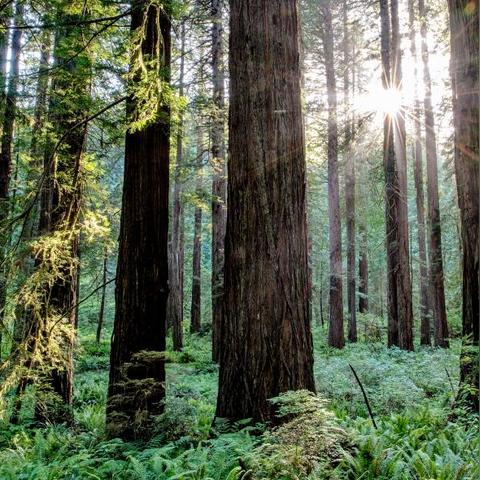 阴影帝国三脚架，神秘故事与创意灵感聚集地
