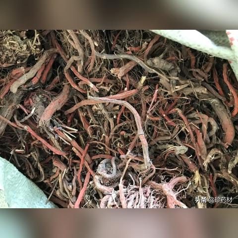 最新丹参行情走势分析与预测,需求增长,价格稳步上升