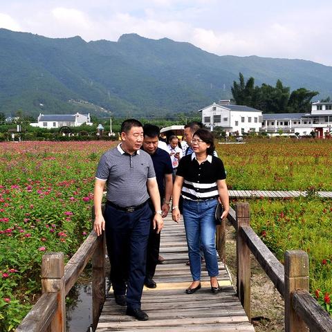 白马最新生活实录，探索白马世界，感受自然魅力