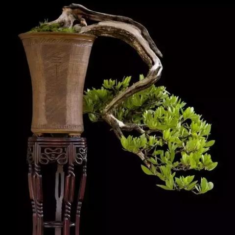 盆景倒挂种植技术,最新规范与操作指南,提升成活与观赏价值!