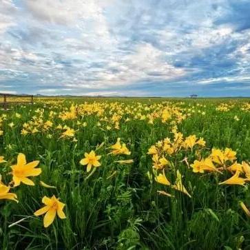 最新公交车天鹅湖路线图详解,便捷出行指南