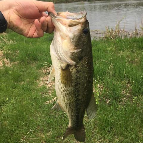 水库黑钓鱼新规则,可持续钓鱼,保护生态,遵守共治。