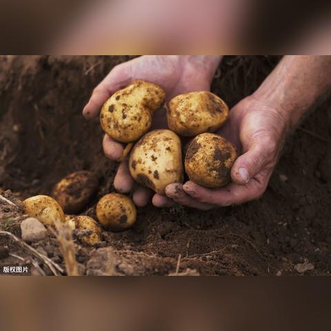 打孔地膜零售价格表及市场趋势分析