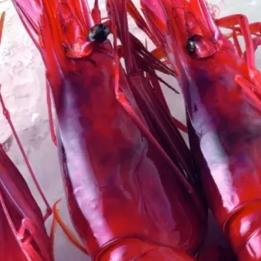 魔鬼红虾价格稳定上涨,受供需季节性因素影响,未来趋势看好