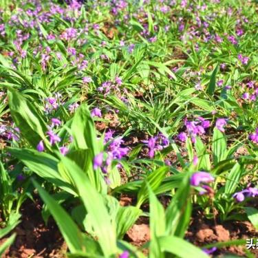 悦丰庄园最新房价信息全面解析，优质居住选择，优惠折扣更新！