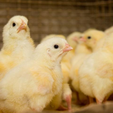 广东成鸡价格走势稳定上涨,市场波动活跃,未来涨幅预测放缓,关注饲料成本等三大因素!摘要,最新市场分析显示,成鸡价格受供需季节性因素影响持续上涨,未来需关注市场动态和政策调控等因素。