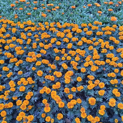 冬日花草视频展现自然魅力,引领园艺养护新趋势