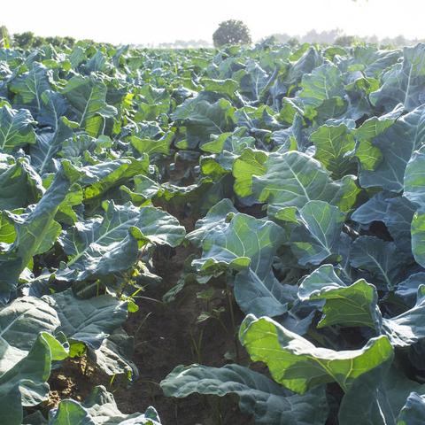 冬季大雪防御阵容攻略,英雄选择与装备配置全解析,提升战斗效率!