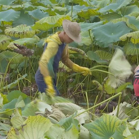 广西挖藕英雄团队名单揭晓,田野间的奋斗者,乡村振兴的先锋