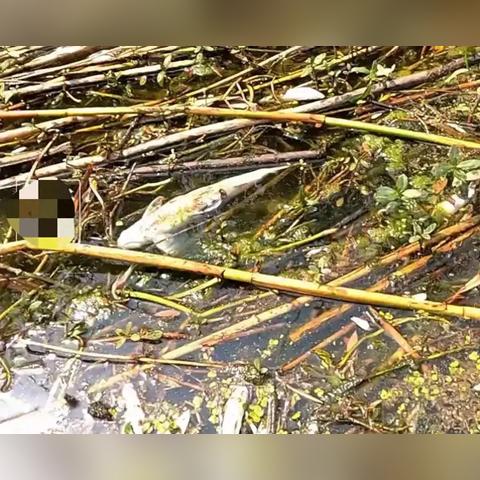 滁州河流污染现状,治理进行时,呼吁共同行动保护水资源