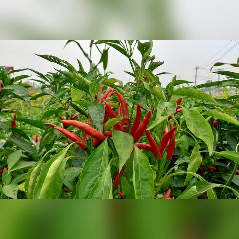 一带一路·绿色先锋 第12页