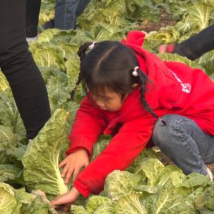 潍坊白菜新鲜上市,源头种植技术与市场需求紧密结合