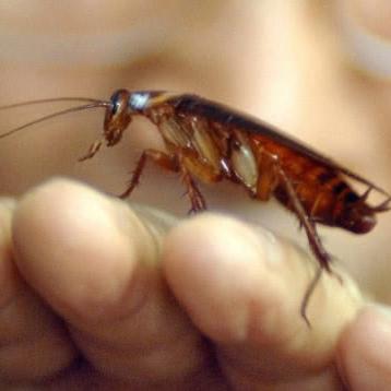 郑州探索城市害虫管理新路,鼓励养蟑螂,助力环境清洁与生态平衡