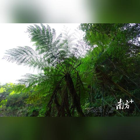 梅州市砍树工人的生活变迁,自然与人文的交融发展之路