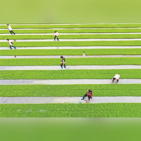 江苏如皋插秧时间表详解，精准农事，助力高效农业。