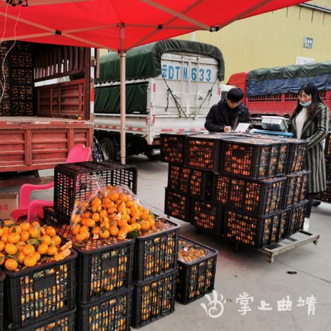 曲靖柚子品种排名及最新价格表介绍