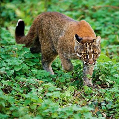 广西虎子身份揭秘,事件引发关注,呼吁保护野生动物权益,调查进行中