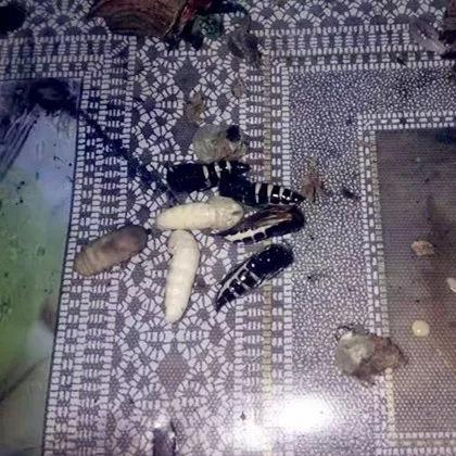 丽江烧烤行业大量招聘，烧烤师傅、服务员等职位火热招募中！