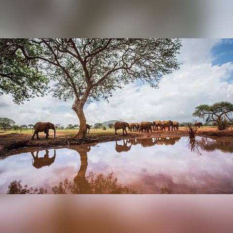 疫情下狗狗领养政策调整,资格审核更严格,保障领养犬只福利与健康