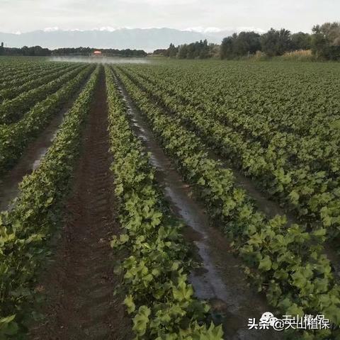 新疆防风油价格动态及市场前景分析