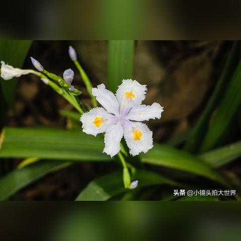 柳州盘古庙会未来发展未定,是否搬迁待评估解读