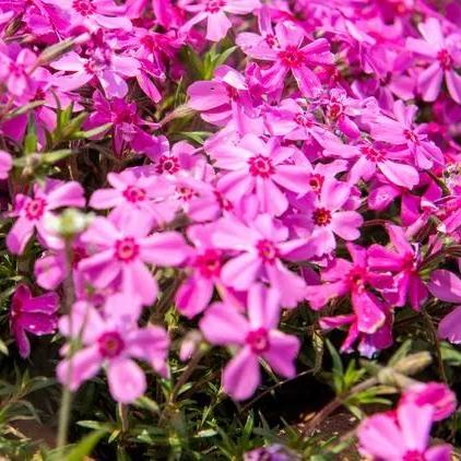 汝州花海今日交通平稳有序,游客需遵守交通规则