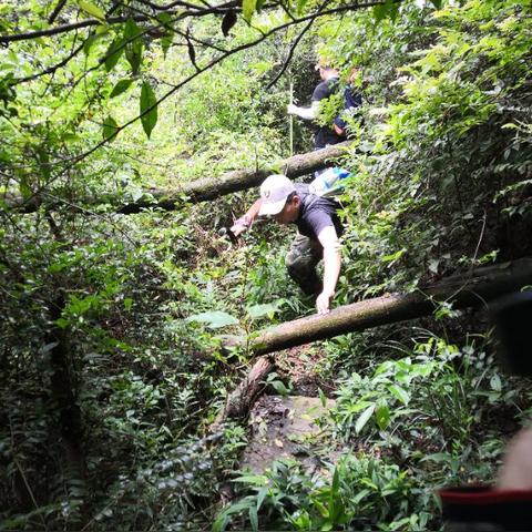 莆田山野泡茶价格表及市场分析,需求增加,前景广阔