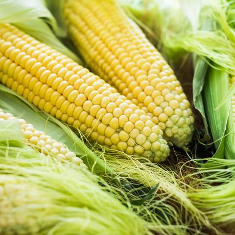 玉米根在治疗尿频尿急方面的研究进展