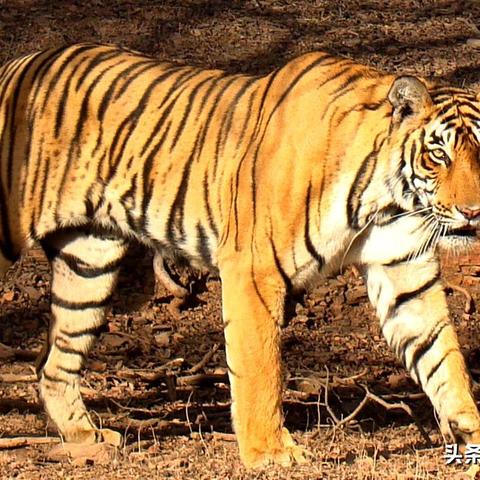 东北虎豹国家公园老虎保护成果显著,生态环境持续改善