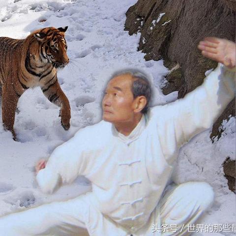 东北虎豹国家公园老虎保护成果显著,生态环境持续改善